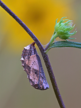 Common Buckeye chrysalis